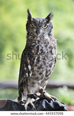 spotted eagle-owl full picture