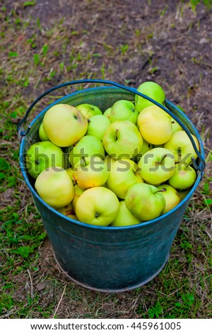 harvest of green apples in a bucket