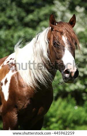 Portrait of beautiful paint horse stallion with western halter