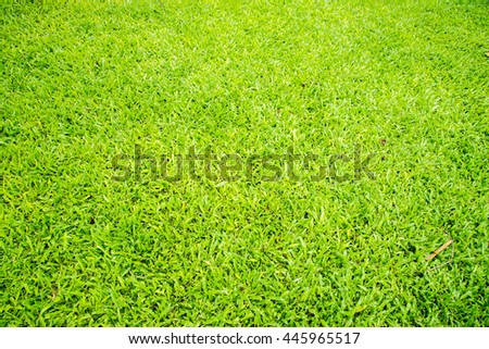 sward grass background decorative grass


