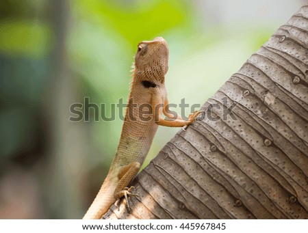 Chameleon on the tree