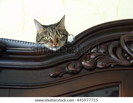 Green eyes cat. Cat close up hiding on a cupboard looking at viewer with space for advertising, artistic photo of playful kitten