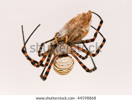 Spider and his victim on white background