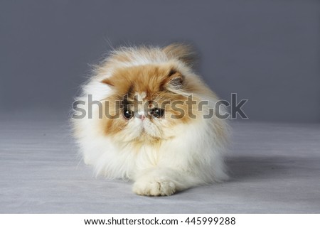 Calico persian cat laying on grey background