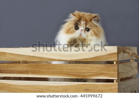 calico persian cat standing behind wooden box and waving a hand
