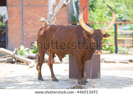 Long horns watusi bull on Farm Royalty-Free Stock Photo #446013691