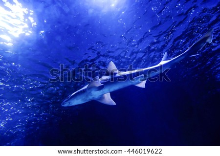 swimming shark, shot from below