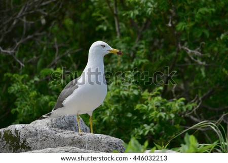 Seagull standing on rock on background of the colony of gulls