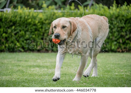 Dog playing fetch
