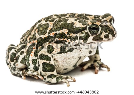 Toad green, lat. Bufo viridis, isolated on white background