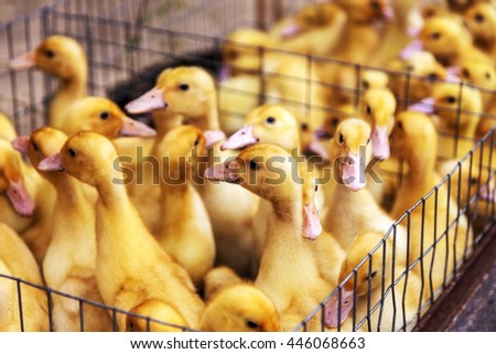 Little ducklings, chicks crowd gathered in the corner of the cage. Young ducks and chickens on a poultry farm for sale in the store. Industrial poultry small agriculture