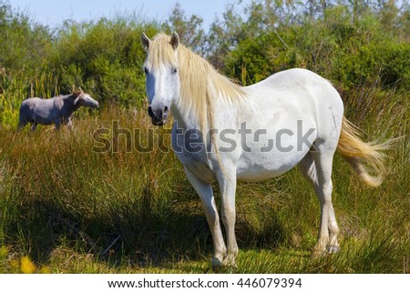 Wild horse in field of Camargue 