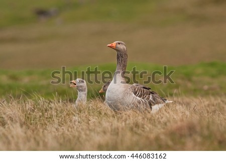 Greylag goose, Anser anser, Faroe island