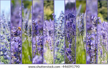 Lavender collage, set of ten pictures, blurry flowers, background