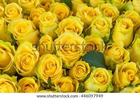 Beautiful yellow roses, background, yellow flowers, close-up