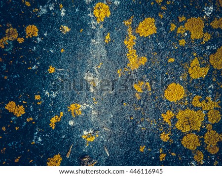 Yellow moss on the slate