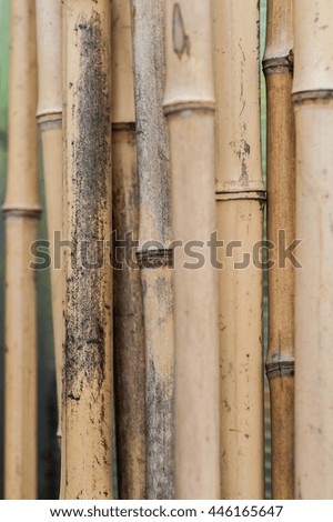 Brown bamboo tree branches close up image with shallow depth of field as background