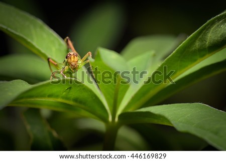 grasshopper macro photography. artistic image 