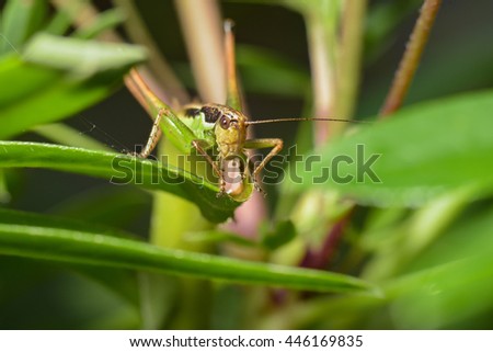 grasshopper close up photography