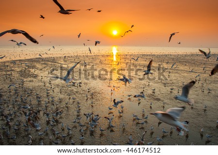 Silhouette seagulls are flying with sunset background and clear sky located samutprakkan province Thailand