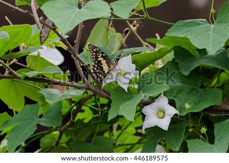 butterfly eat ivy water floral 