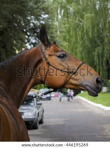 the head of a brown horse in a black thin halter on the background of the gray road and green trees