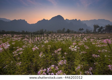 flowers on summer mountain , Vangvieng Laos 