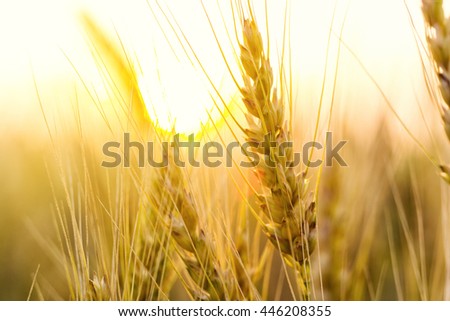 Beautiful nature background of ripening ears of meadow golden wheat field as harvest concept