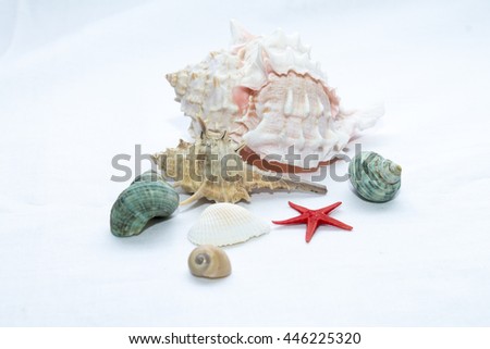 animal, shell, pearl, oyster, sea, jewelry, nature, white, life, beauty, mother, isolated, mollusk, shiny, color, pets, background, close-up, object, animals, treasure, open, gemstone, luxury, 