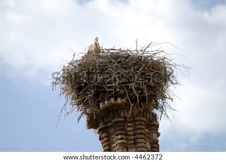 Villafranca de Ebro (Zaragoza, Aragon, Spain) - A stork in its nest