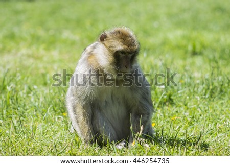 Portrait of a rhesus macaque monkey (Macaca mulatta)
