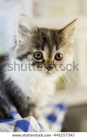 small and fluffy kitten who sits and stares