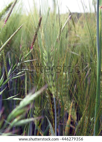 Barley crop field
