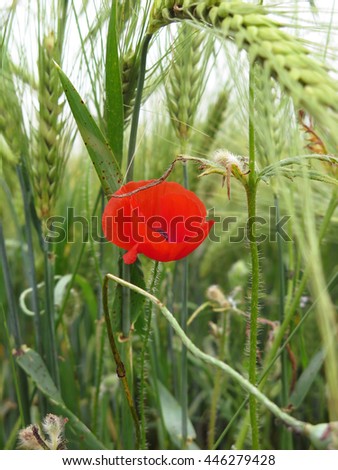Wheat and red poppy flower in field