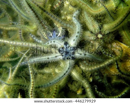 Brittle stars crawling on the seafloor, North Sea