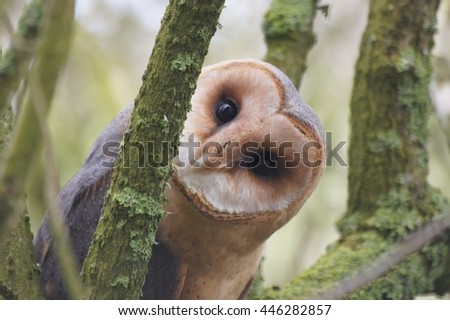 Dark-breasted Barn Owl in Tree