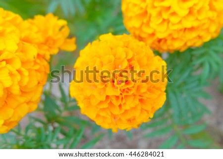 Marigold flowers in the flower garden. Common Marigold is plants in the Tagetes genus, or the Calendula Officinalis species. Marigolds are found in many regions in Asia including Thailand. Soft focus