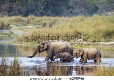 Asian elephant  in Bardia national park, Nepal ; specie Elephas maximus family of Elephantidae Royalty-Free Stock Photo #446298946