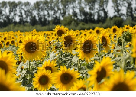 Beautiful Sunflower Field Provence,France