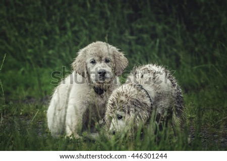 two funny labrador puppy