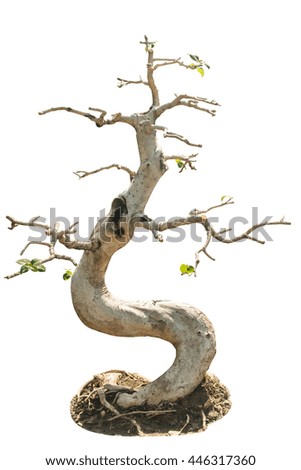 Trees bending isolated or name is bonsai
