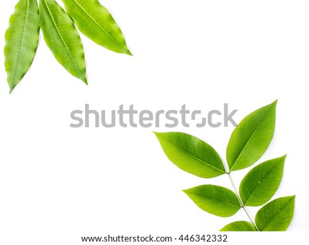 Beautiful picture leaf on a white background .