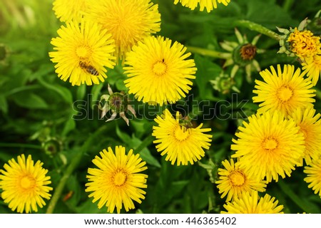 Field of spring flowers. Yellow dandelions in the grass