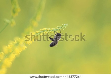 little bee flies to the yellow flowers of sweet clover for nectar