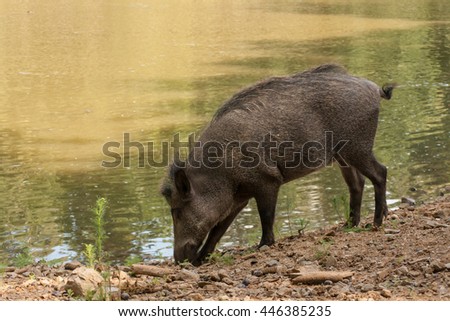 A wild boar bathing in a pond