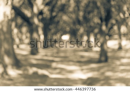 Blur oaks tree tunnel with bokeh. Romantic archway made from live oak trees, green grass and rustic brick path leads to infinity. Urban tranquil scene abstract background.