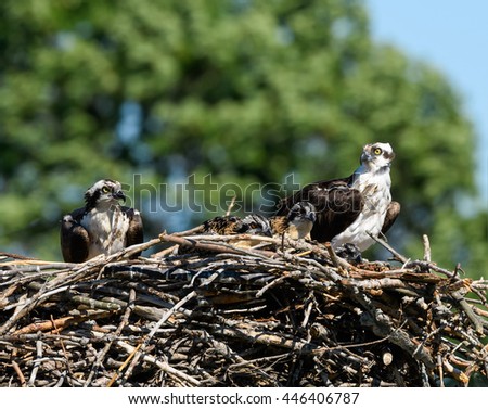 Male, Female and there Chicks Osprey Sitting on the Nest
