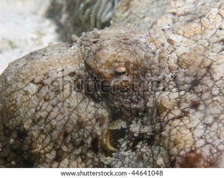closeup shot of octopus head