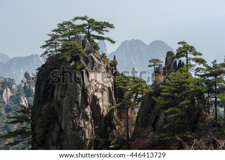 Pine trees on cliff edge, Huangshan Mountain Range in China. Anhui Province - Scenic landscape with steep cliffs and trees during a sunny day.  Royalty-Free Stock Photo #446413729