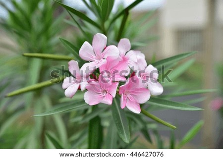 Pretty Pink flowers in full bloom growing in natural setting